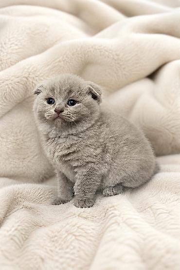 Кошки: Шотландская вислоухая — 5