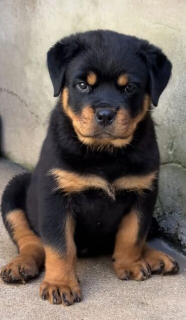 İtlər: Rotveyler — 8