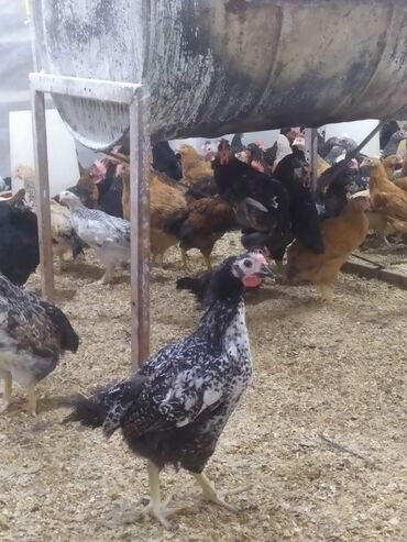 xarkov cucələr: Toyuq, Damazlıq, Ödənişli çatdırılma