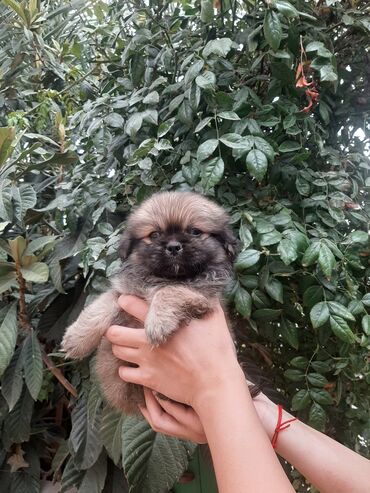 İtlər: Pekines, 2 ay, Erkek