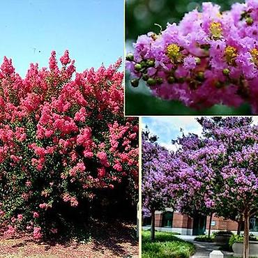 Другие садовые цветы и кустарники: САЖЕНЦЫ многолетников самшита (разные сорта) кустарников магнолии at lalafo.kg — 17 Другие садовые цветы и кустарники: САЖЕНЦЫ многолетников самшита (разные сорта) кустарников магнолии — 17