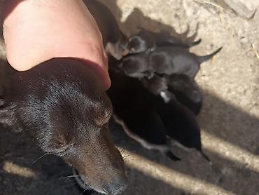 İtlər: Zvanok it balaları — 4