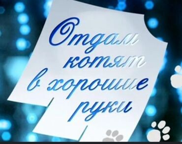 породистые котята бесплатно: Отдам 3-х котят в хорошие руки, котятам 1 месяц, попрошу заранее