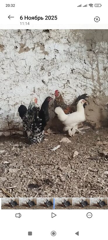 срочно продаю в связи с переездом: Сатам | Тооктор | Көбөйтүү үчүн