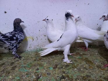 Göyərçinlər: Salam Aleykum qardaşlar 40 dene quşdu içində super uçan Quşlar var — 4