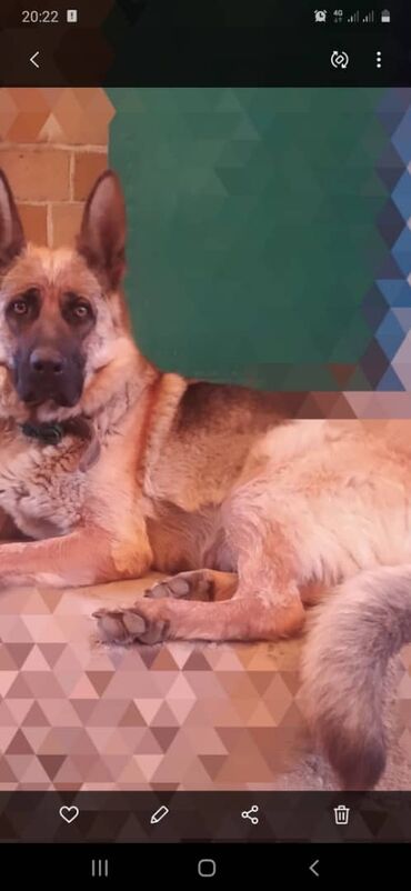 токмок собака: Продаётся немецкая овчарка девочка скут гонит на фотке мать