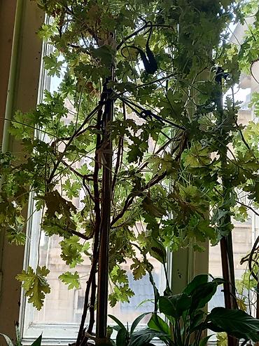 roza: Satılır: otaq bitkiləri dəsti 1) Spathiphyllum (Sülh zanbağı) - — 1