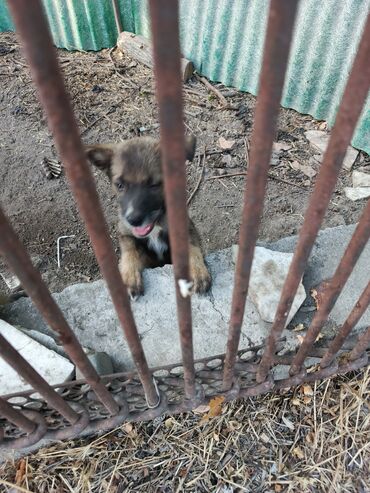 белый питбуль цена: 3 айлык, Ургаачы