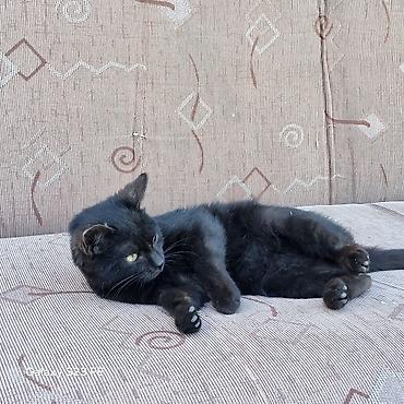 Продажа кошек: Бомбейская, 7 месяцев, Мальчик, Черный — 17