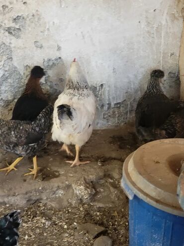 Digər quşlar: Kəkilli kənd fərələri 4 aylıq 10 ədəd 19 manatadi fərələr 12 manat — 6