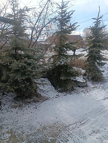 Другие декоративные деревья: Продаются декоративные деревья и кустарники для озеленения участка. В — 9