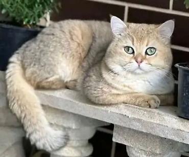 Pişiklər: Britan — 8