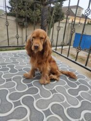 İtlər: Koker spaniyel, 1 il, Erkek, Peyvəndli -da lalafo.az — 10 İtlər: Koker spaniyel, 1 il, Erkek, Peyvəndli — 10