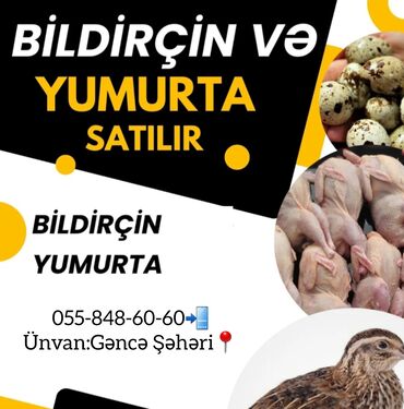 Bildirçin: Salam Bildircin Mehsullari Tam Organik Unvan Gence Catdirilma Gonderis