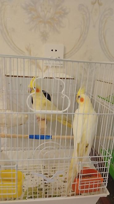 qaz sekli: Nymph (kokatiel) tutuquşuları Real alıcılar yazsın - Növ — 1