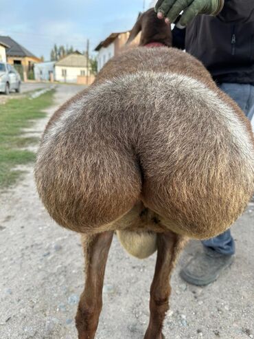 Бараны, овцы: Продаю | Баран (самец) | Полукровка | Для разведения | Осеменитель — 5