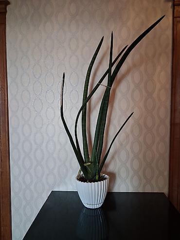 epimedium bitkisi satisi: Satılır: Ev/ofis üçün dekorativ otaq bitkiləri kolleksiyası - — 8