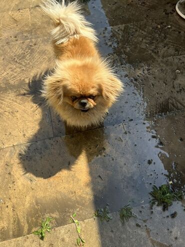 İtlər: Pekines, 2 il, Erkek, Peyvəndli, Ünvandan götürmə, Ödənişli çatdırılma