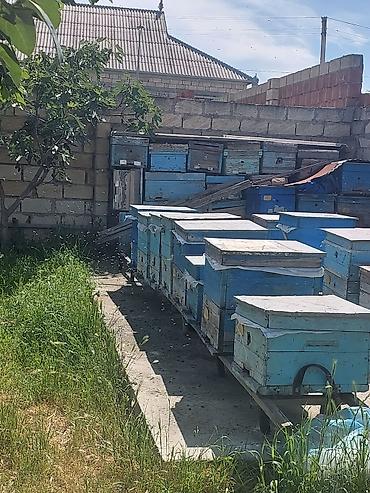 qaz şəkili: Arıçılıq üçün hazır pətək və avadanlıq dəsti - Şəkillərdə gördüyünüz — 4