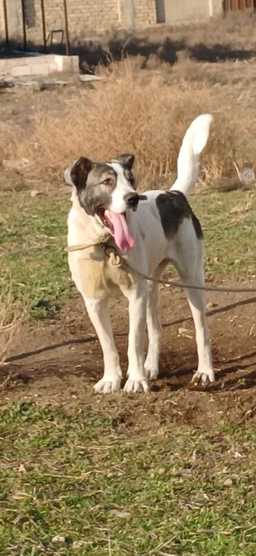 İtlər: Qurdbasar, 2 il, Erkek, Peyvəndli, Rayonlara çatdırılma — 2