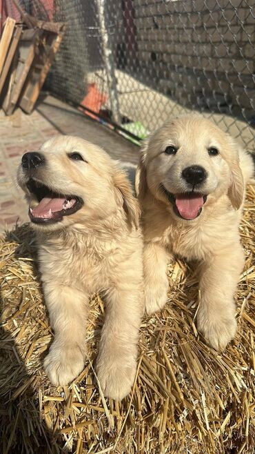 İtlər: Labrador-retriver, 2 ay, Dişi