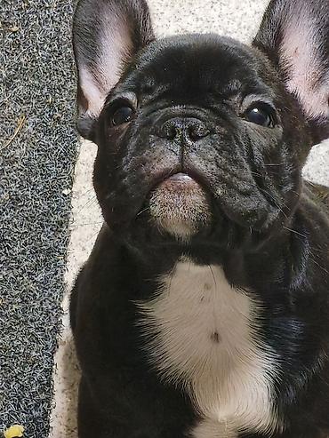 Продажа собак: Бульдог, 3 месяца, Самец, С прививкой at lalafo.kg — 6 Продажа собак: Бульдог, 3 месяца, Самец, С прививкой — 6