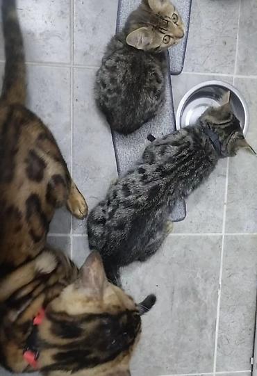 кошка мальчик: Бенгальская, 2 месяца, Мальчик, Черный, Приучена к лотку — 4