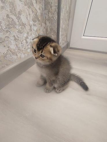 Кошки: Шотландская вислоухая — 5