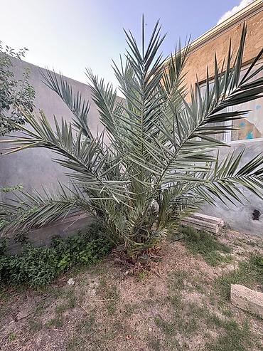 dekorativ ağac topiariya: Xurmalı palma ağacı (Phoenix dactylifera) - Həyət və bağ sahələri — 1