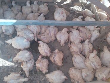 sudluk inekler satisi: 2 kq toyuğun çəkisidi. 5 manatadı kim istəyir əlaqə saxlasən sağlam