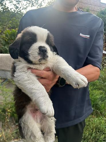 мопс купить: Сенбернар, 1 месяц, Самец — 4