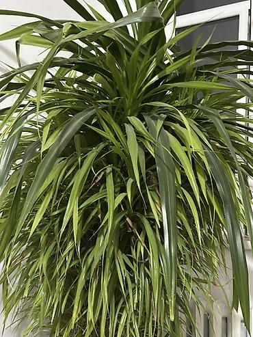 цветы драцена: Комнатное растение: драценa (вероятно Dracaena marginata/компактная — 3