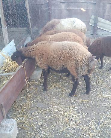 Рогатый скот: Самец, Qala, лет: 10, 43 кг, Для разведения, Для мяса, Самовывоз — 2