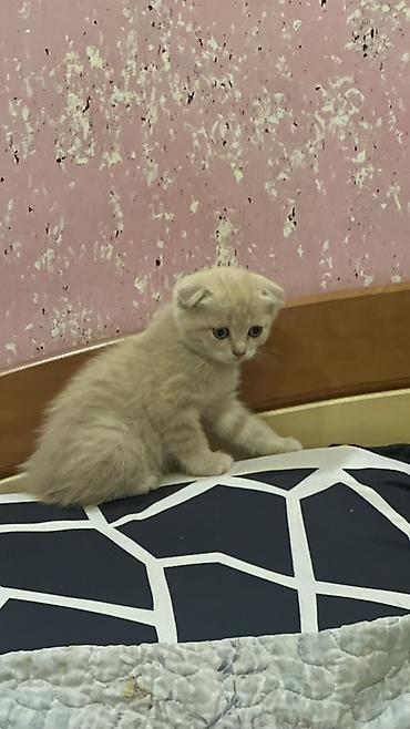 британский короткошерстный кот: Скотиш Фолд (Шотландская вислоухая), 2 месяца, Мальчик, Золотая шиншилла, Приучена к лотку — 2