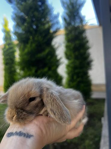 dovşam: 🐰 1 aylıq Safqan Holland Lop balası satılır ✅ 1 aylıqdır ✅ Safqan — 3