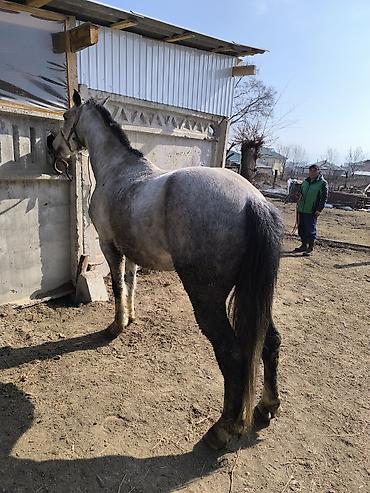 Лошади, кони: Продаю | Конь (самец) | Кара Жорго — 5