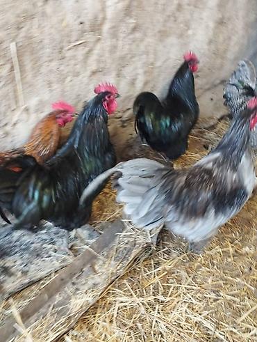 Куры, петухи: Продаю | Петух | Для разведения — 6