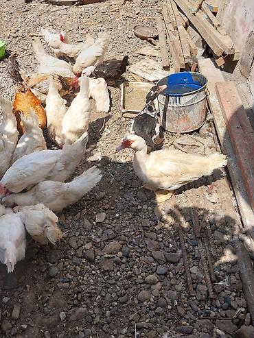 quşlar: 2 erkek 2 dişi ördək.4 bala, balanın 3 ü erkek 1i,dişi.toplam 100azn — 6