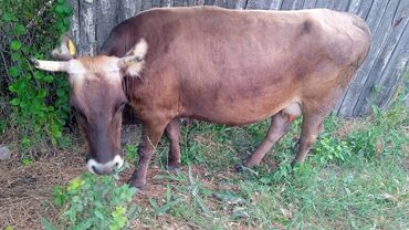 Коровы, быки: Продаю | Корова (самка) | Алатауская | Для молока