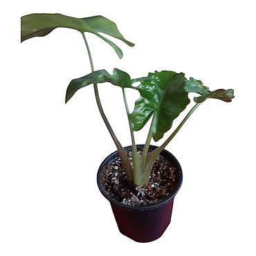Alokazija (Alocasia) u saksiji – dekorativna tropska sobna biljka -