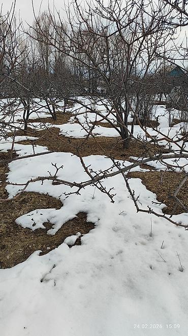 Продажа сельхоз предприятий: Питомник растений, 25 соток, Действующий, Частично с оборудованием, Без коммуникаций — 6