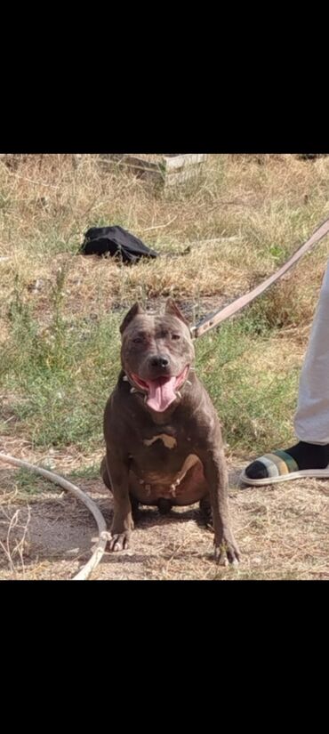 İtlər: Pitbul, 2 ay, Erkek, Sənədli, Ödənişli çatdırılma