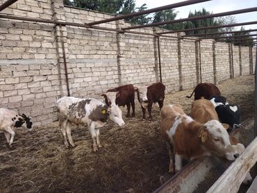 heyvan bazari inekler: Erkək, Simental, il: 1, Ünvandan götürmə