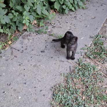 2 месяца, Девочка, Приучена к лотку