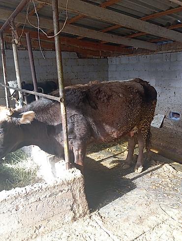 Коровы, быки: Продаю | Корова (самка) | Для молока | Привязанные — 7