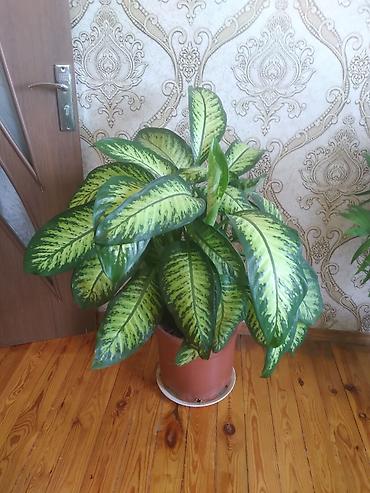 Dieffenbaxiya (Dieffenbachia) otaq bitkisi - Böyük, sıx yarpaqlı