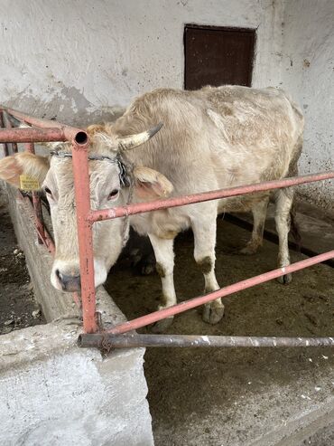 Коровы, быки: Продаю | Тёлка | Для разведения, Для молока | Осеменитель
