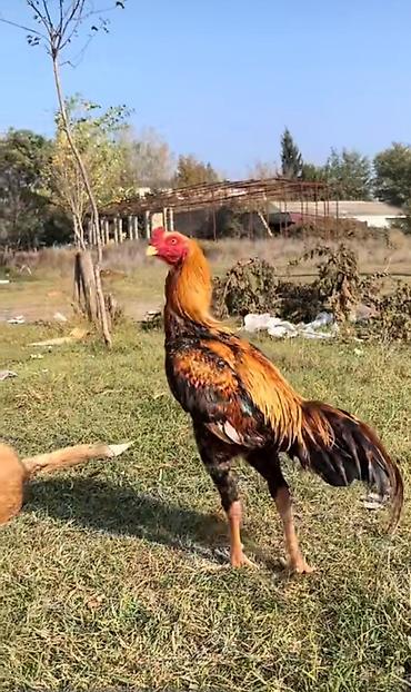 heyrati barter: Xoruz, Heyratı, il: 1, Ödənişli çatdırılma — 1