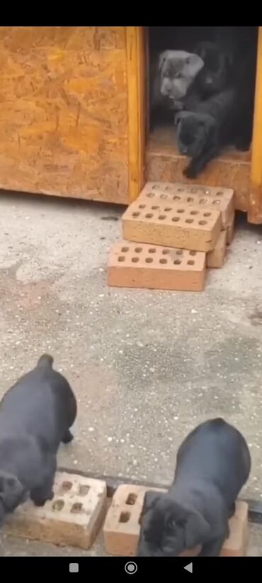 İtlər: Kane-Korso, 1 ay, Sənədli, Rayonlara çatdırılma, Ünvandan götürmə, Pulsuz çatdırılma — 18