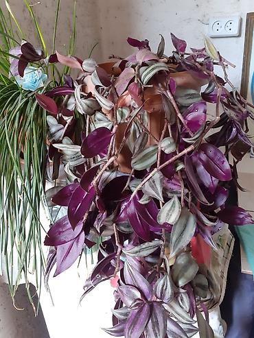 Традесканции: Традесканция зебрина (Tradescantia zebrina), ампельное комнатное — 1